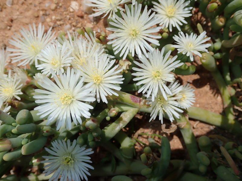Mesembryanthemum rapaceum, photographed by Peter Warren