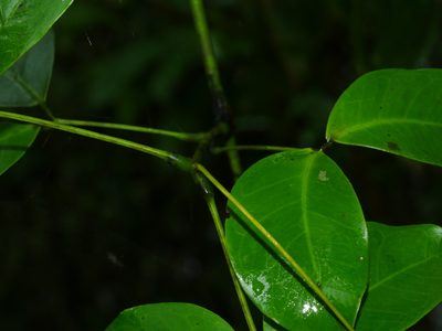Entada tonkinensis, photographed by Jacy Chen