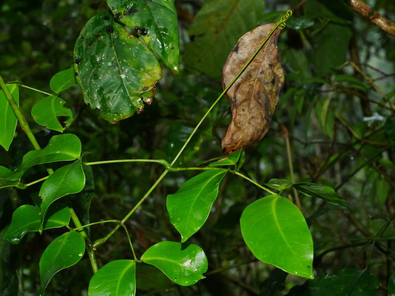 Entada tonkinensis, photographed by Jacy Chen