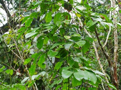 Entada tonkinensis, photographed by Jacy Chen