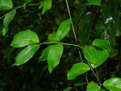 Entada tonkinensis, photographed by Jacy Chen
