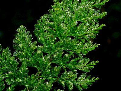 Abrodictyum obscurum, photographed by Jacy Chen