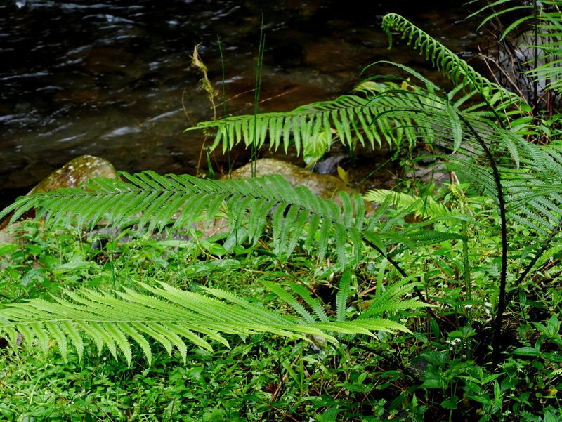 Sphaerostephanos taiwanensis, photographed by Jacy Chen