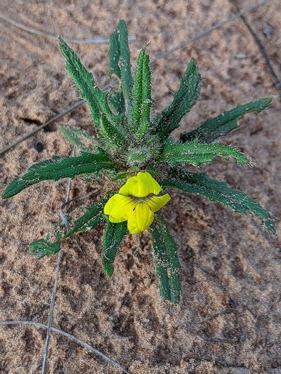 Goodenia sepalosa, photographed by Michael Somerville