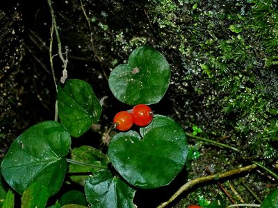 Geophila herbacea, photographed by Jacy Chen