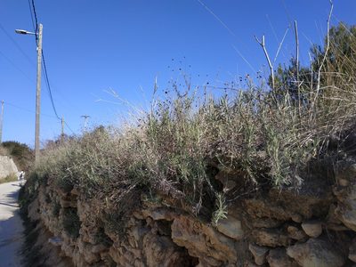 Phagnalon saxatile, photographed by Tim Johnson