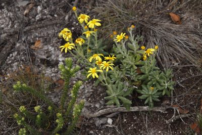 Senecio arniciflorus, photographed by Tony Rebelo