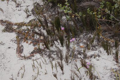 Elegia microcarpa, photographed by Tony Rebelo