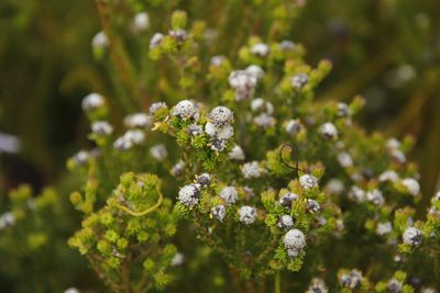 Phylica ericoides, photographed by Tony Rebelo