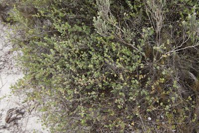 Cliffortia obcordata, photographed by Tony Rebelo