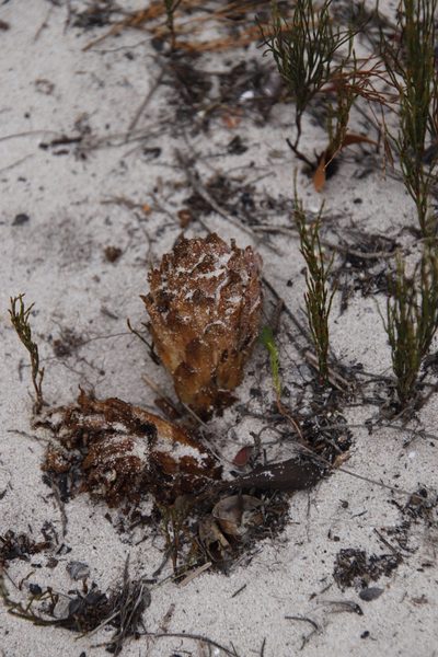 Hyobanche thinophila, photographed by Tony Rebelo