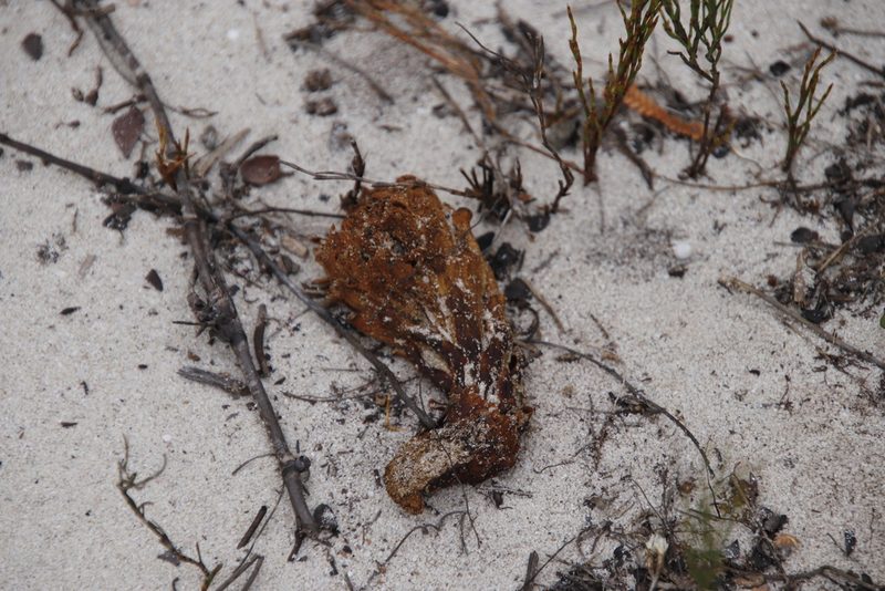 Hyobanche thinophila, photographed by Tony Rebelo