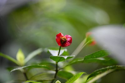 Palicourea elata, photographed by Trevor Van Loon