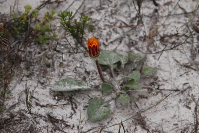 Arctotis acaulis, photographed by Tony Rebelo