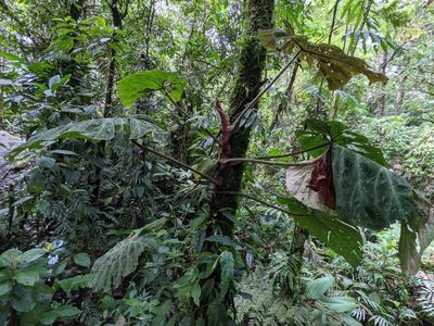 Philodendron verrucosum, photographed by Trevor Van Loon