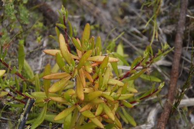 Tetragonia fruticosa, photographed by Tony Rebelo