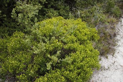 Agathosma collina, photographed by Tony Rebelo