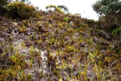 Elegia microcarpa, photographed by Tony Rebelo