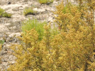Aizoon africanum, photographed by Jacques van der Merwe