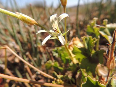 Pelargonium elongatum, photographed by Jacques van der Merwe