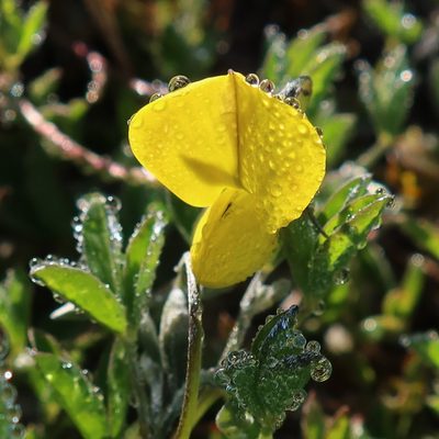 Crotalaria excisa, photographed by Diana Studer