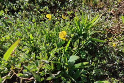 Crotalaria excisa, photographed by Diana Studer