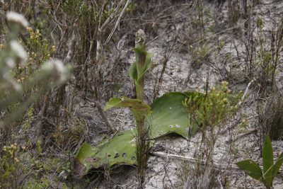 Satyrium carneum, photographed by Tony Rebelo