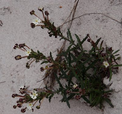 Zaluzianskya capensis, photographed by Tony Rebelo