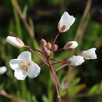 Heliophila pusilla, photographed by Diana Studer