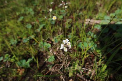 Heliophila pusilla, photographed by Diana Studer