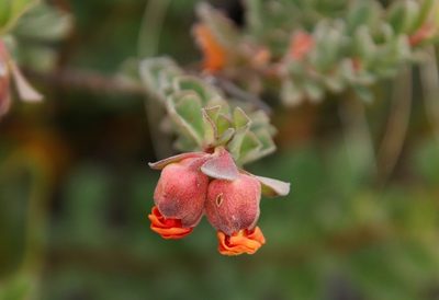 Hermannia ternifolia, photographed by Tony Rebelo