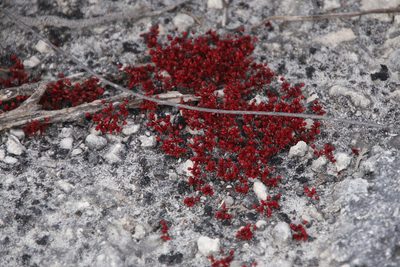 Crassula oblanceolata, photographed by Tony Rebelo