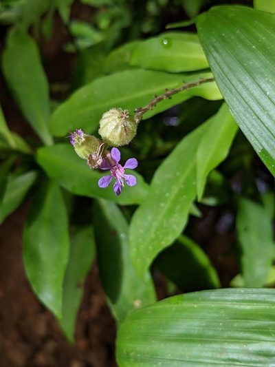 Cuphea epilobiifolia, photographed by Trevor Van Loon