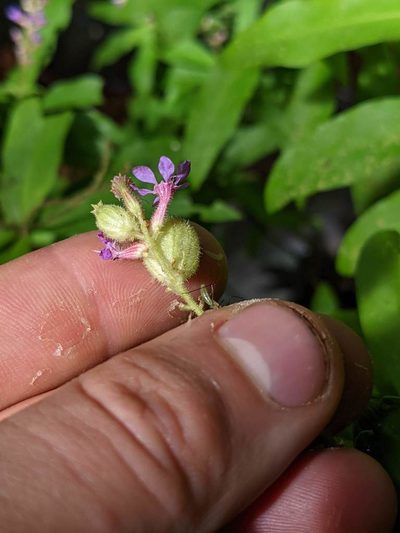 Cuphea epilobiifolia, photographed by Trevor Van Loon