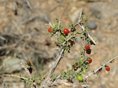 Lycium chilense, photographed by Ezequiel Vera