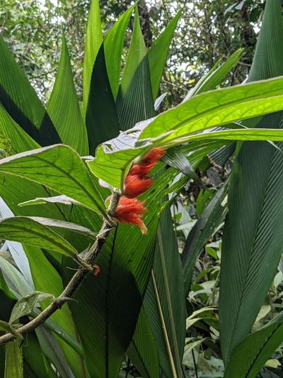Columnea purpurata, photographed by Trevor Van Loon
