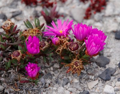 Lampranthus ceriseus, photographed by Tony Rebelo
