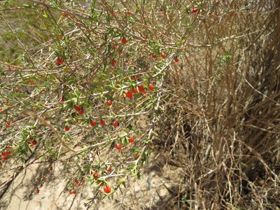 Lycium chilense, photographed by Ezequiel Vera
