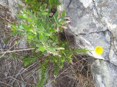 Neja pinifolia, photographed by Malena Lorente