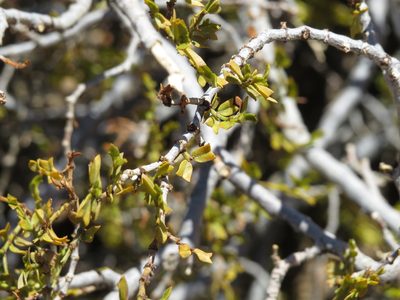 Larrea cuneifolia, photographed by Ezequiel Vera