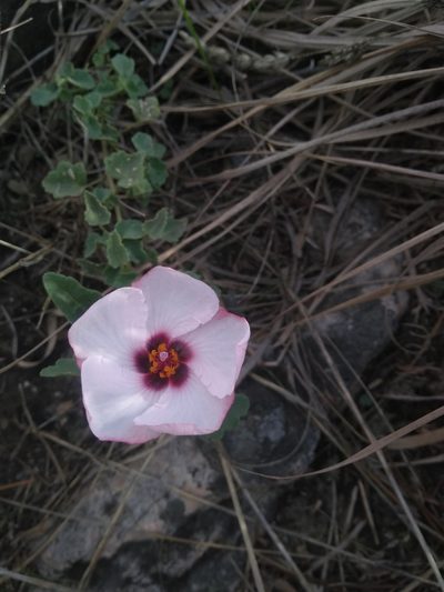Pavonia glechomoides, photographed by Malena Lorente