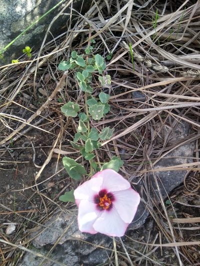 Pavonia glechomoides, photographed by Malena Lorente