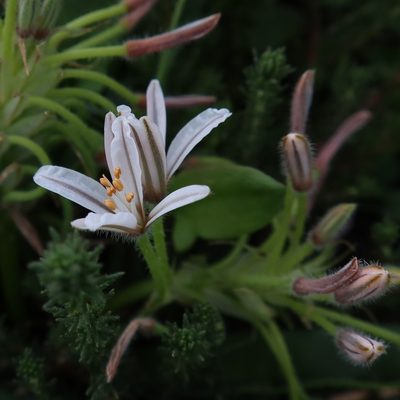 Trachyandra hispida, photographed by Diana Studer