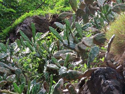 Opuntia arechavaletae, photographed by Florencia Grattarola