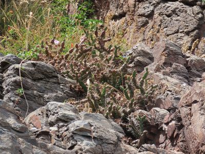 Opuntia aurantiaca, photographed by Florencia Grattarola