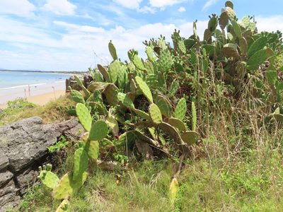 Opuntia bonaerensis, photographed by Florencia Grattarola
