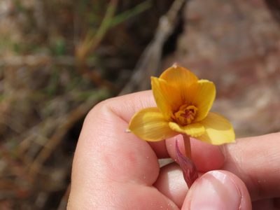 Habranthus tubispathus, photographed by Florencia Grattarola