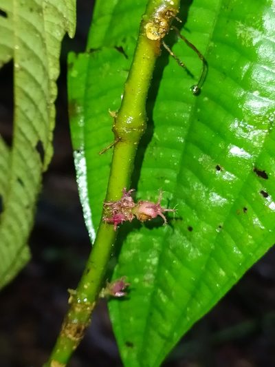 Miconia trichocalyx, photographed by Guillaume Delaitre