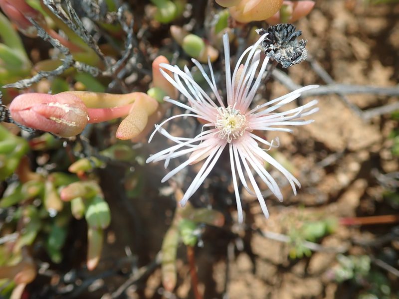 Vanzijlia annulata, photographed by Peter Warren