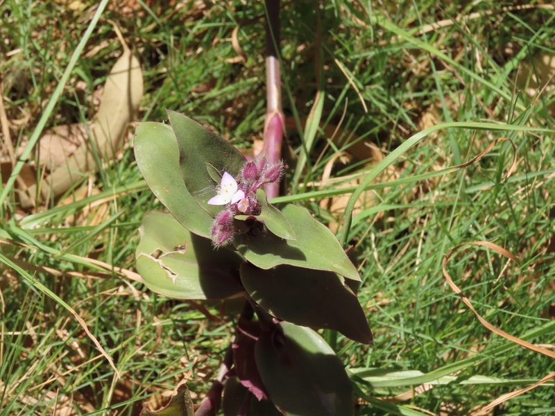 Tradescantia cerinthoides, photographed by Florencia Grattarola